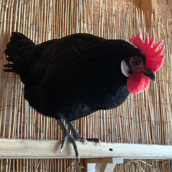 Geronimo - Picture 3 of 3